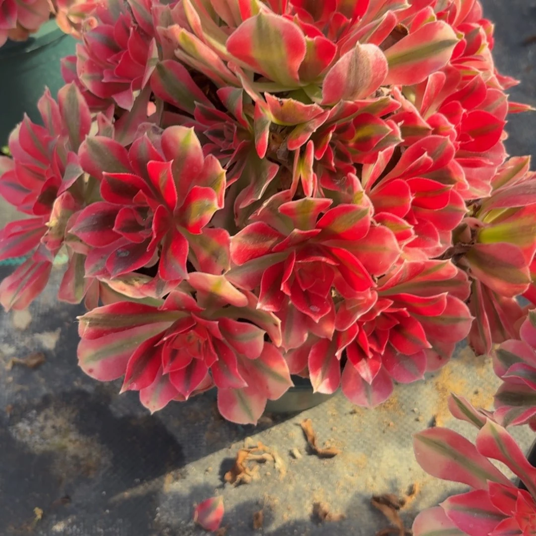 169女巫多肉植物福利