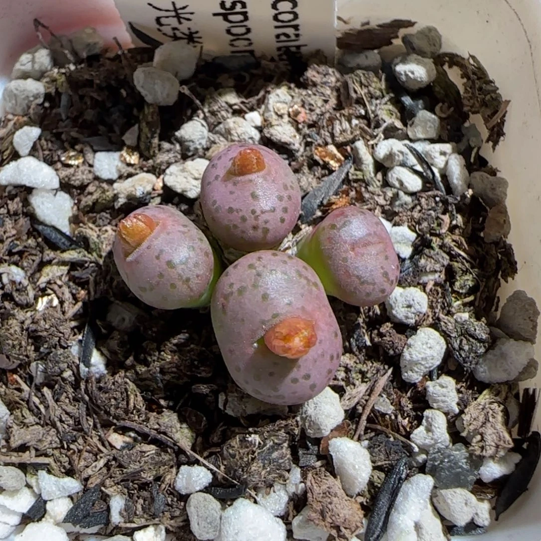 肉锥多肉植物组合-荧光玉504