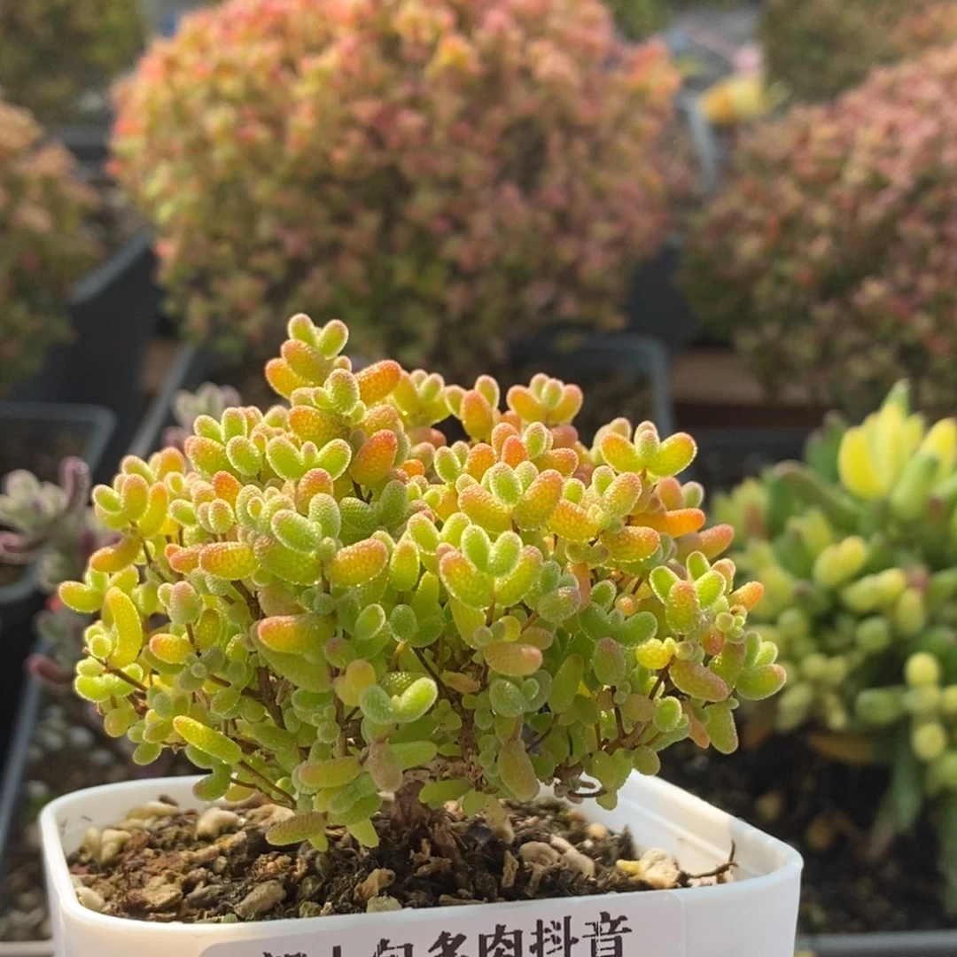 蜜橘糖球2813枝干番杏