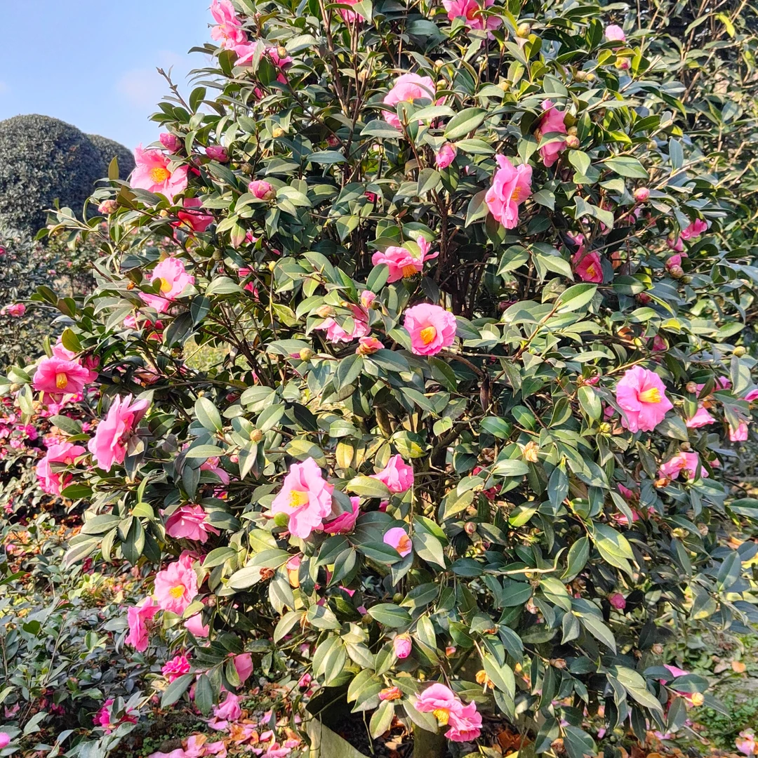 精品茶梅 直播（一物一拍）室外栽种（售后30天）室内种无售后