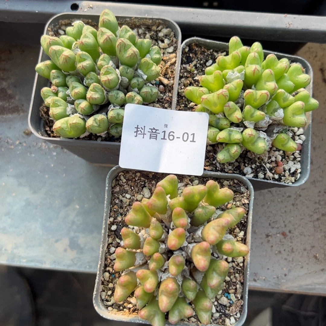 ๓***.15-192肉锥多肉植物，