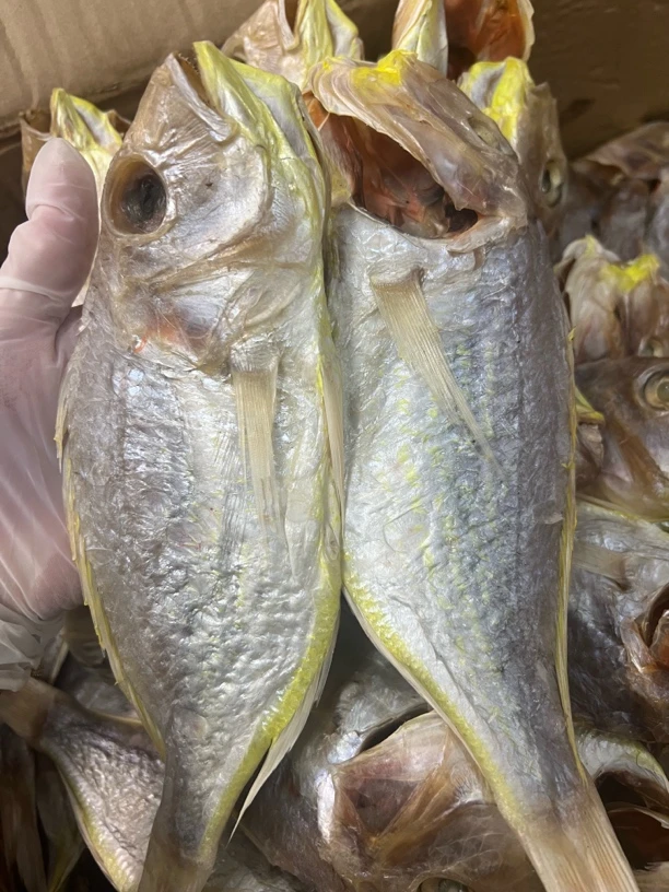 金线王咸鱼哥里鱼