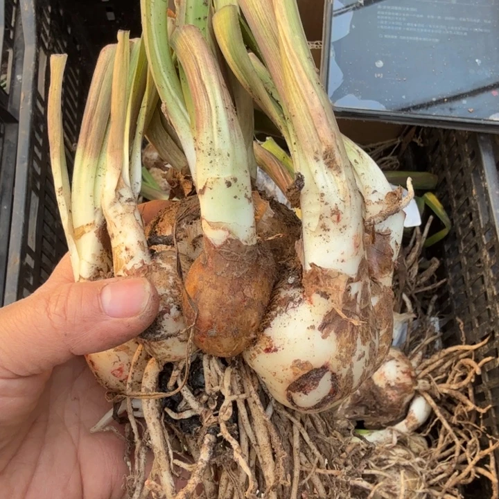 当前无花栽培后可以开花白勒吉祥颂歌6厘米坨子