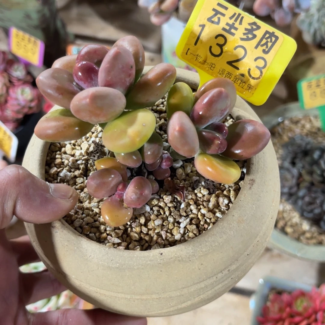 云尘多肉一物一拍不含盆1323