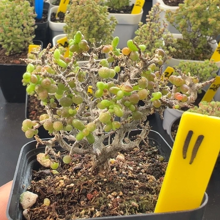 11号米粒缀 一物一拍