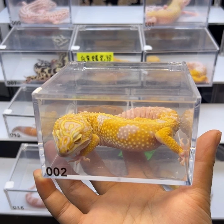 豹纹守宫002号暴龙超巨
