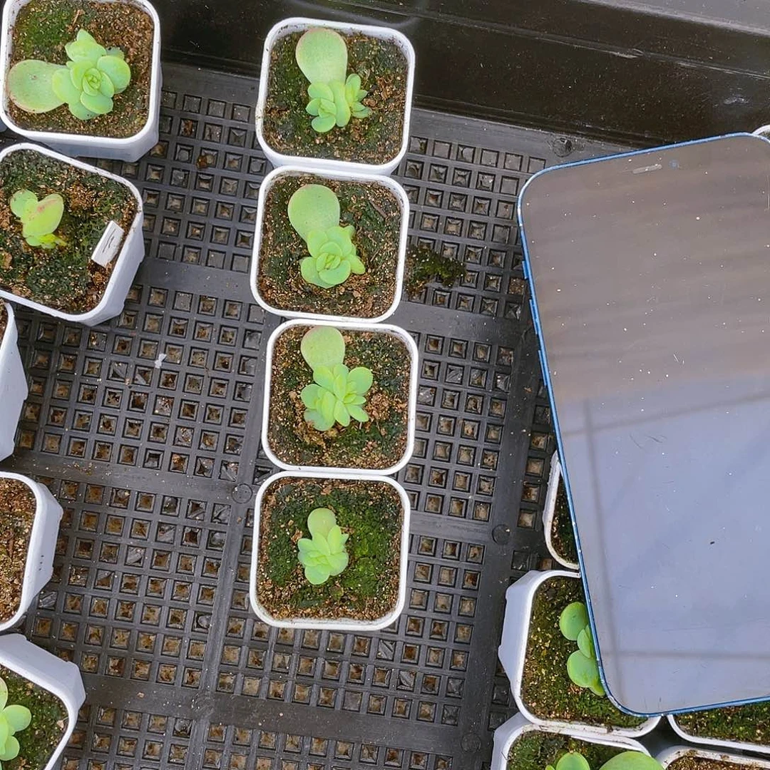 111 盆一个满25包邮