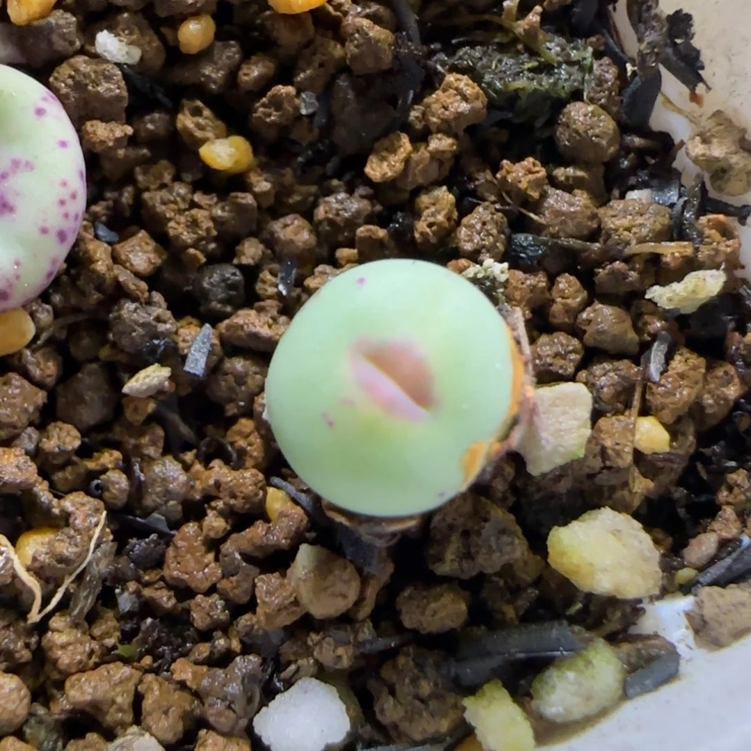 11.1。  723嘴。  2008