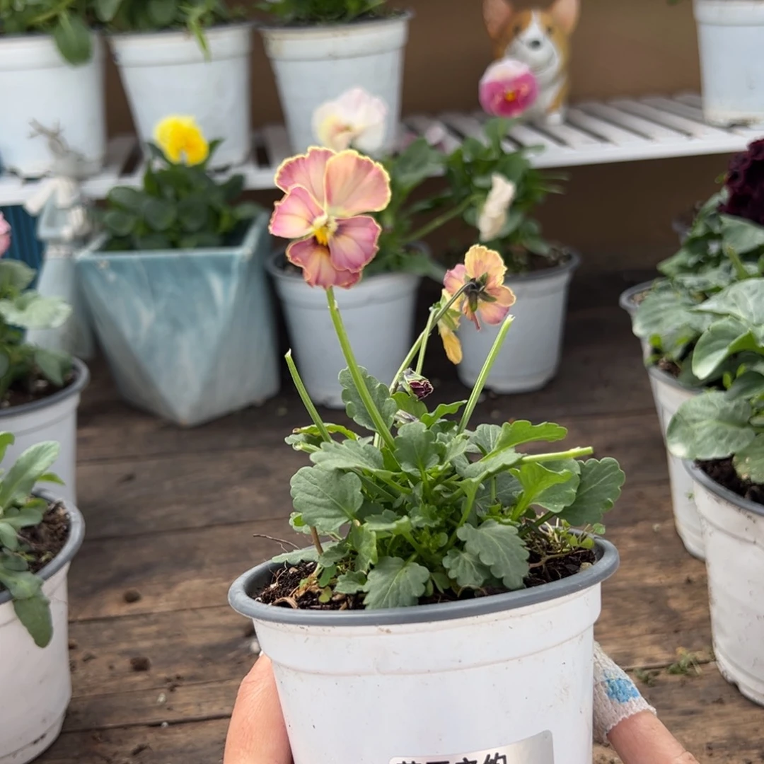 【闪购商品】完全开放238号