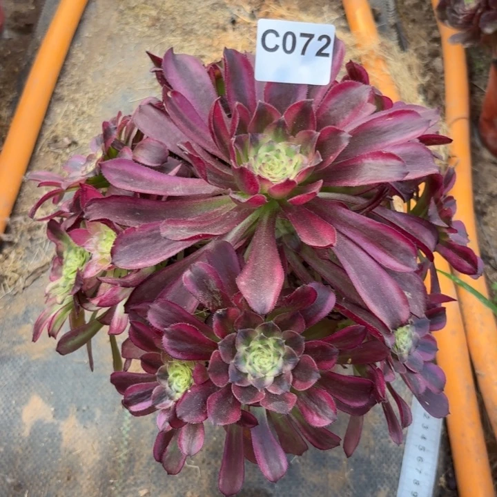 铜雀台多肉植物不包损072