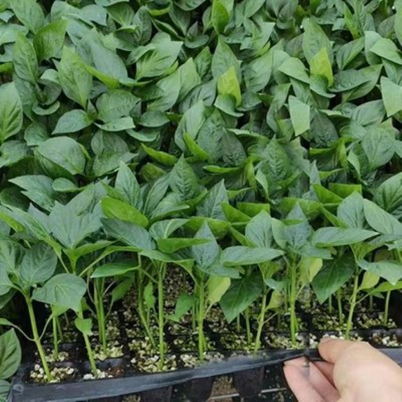 精品辣椒苗螺丝椒长线椒穴盘苗带土发货家庭盆栽地栽基地直发