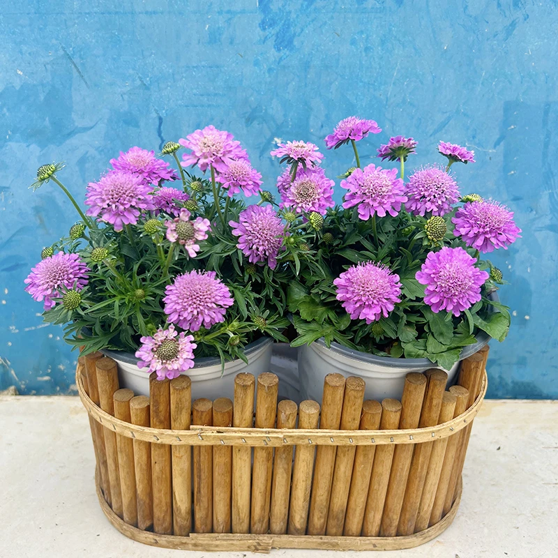 小矮人蓝盆花(小巧可爱 矮生品种 花量大 花期长 耐热)阳台植物