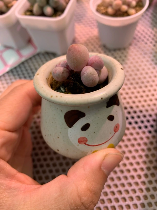 蛋黄奶酪多肉一物一拍