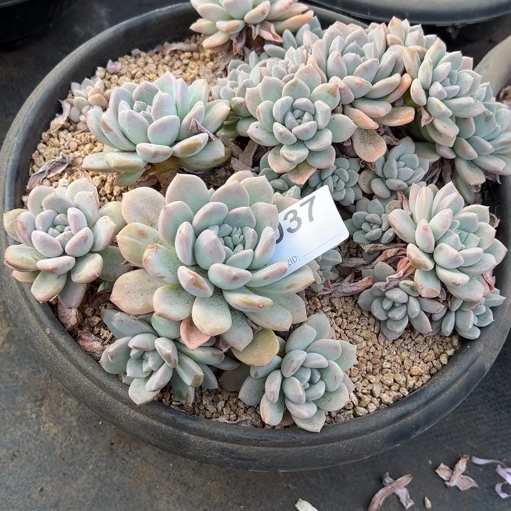 文***哒染的多肉一物一拍037