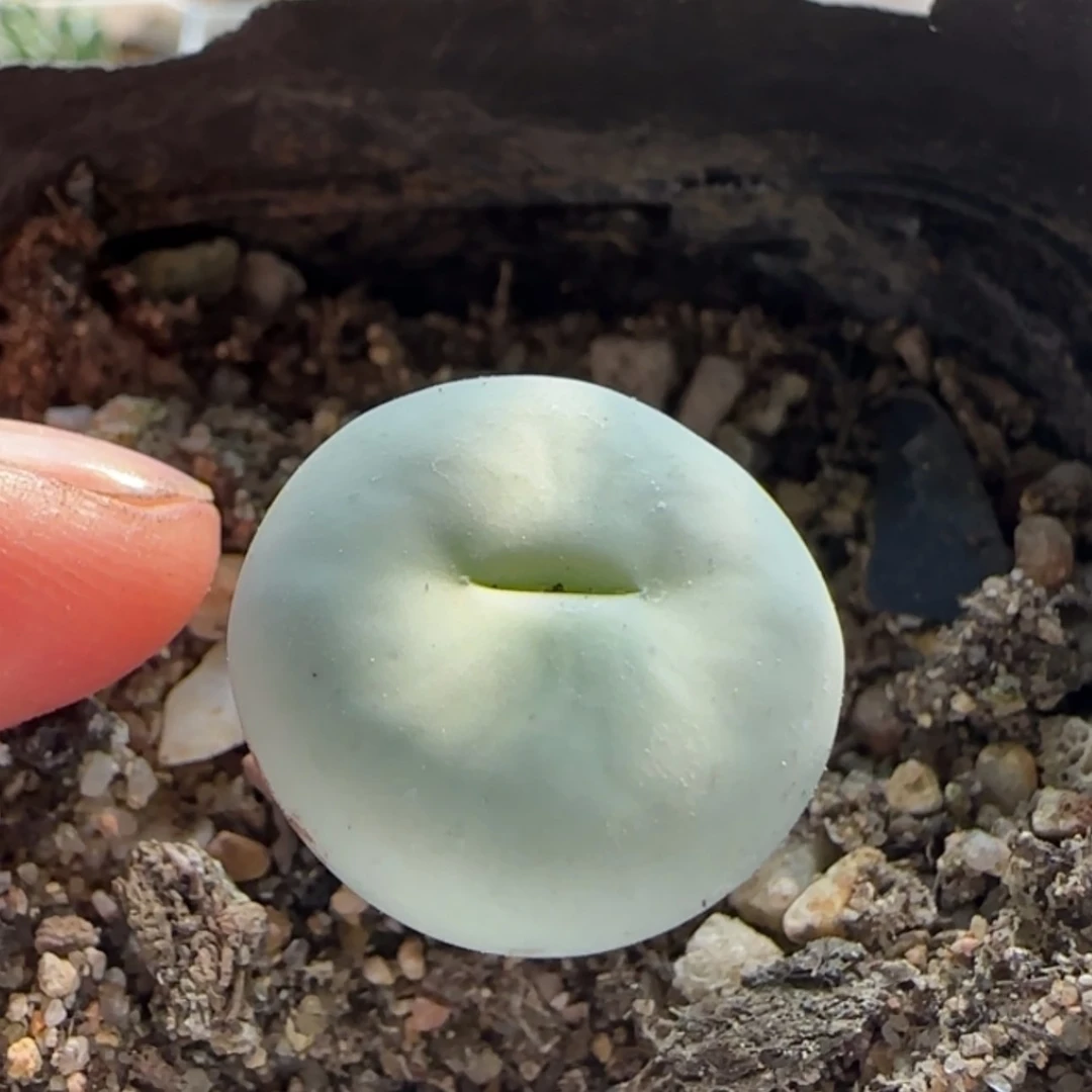 【闪购商品】20726