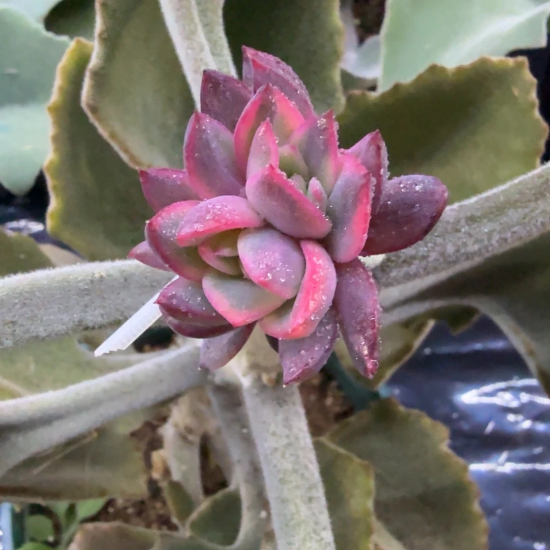 紫水晶锦双头腹轮