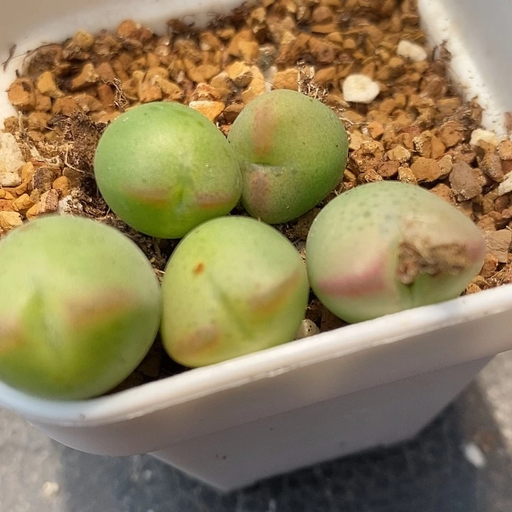 421桃割娘杂交一颗