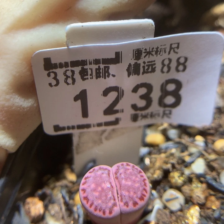 Sssssss好可爱呀1238高特