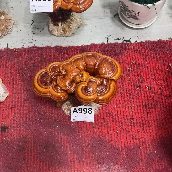 无花朵888888888888888