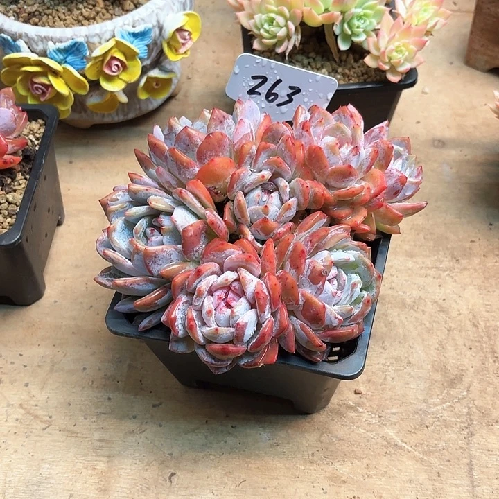 多肉植物，星影263号