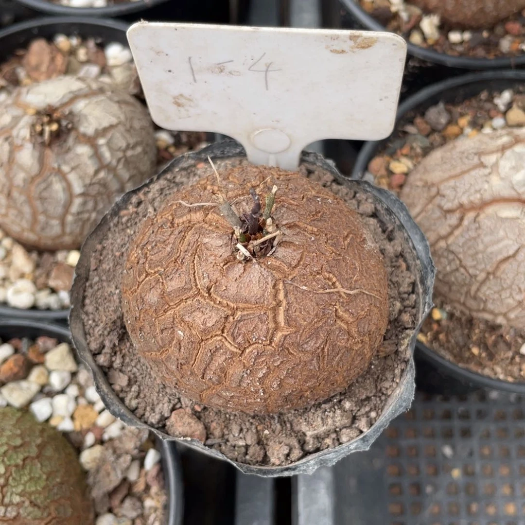 定盆定养龟甲龙5公分