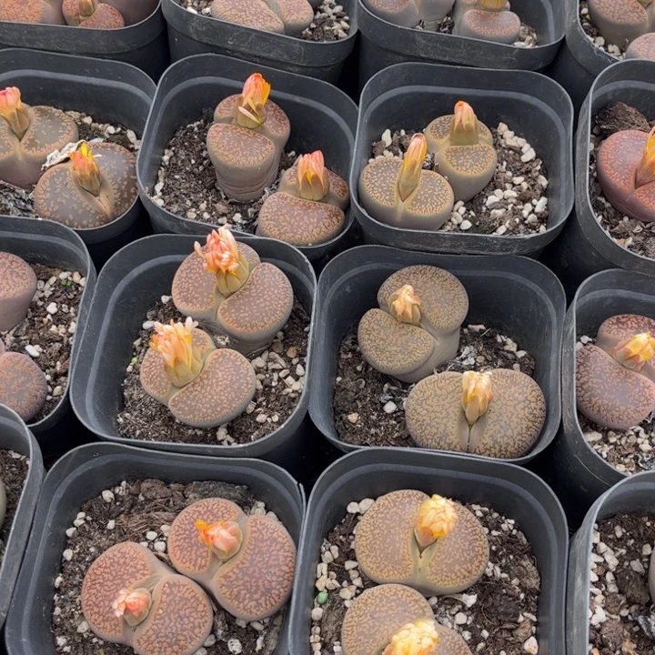 双头日轮一盆888888888