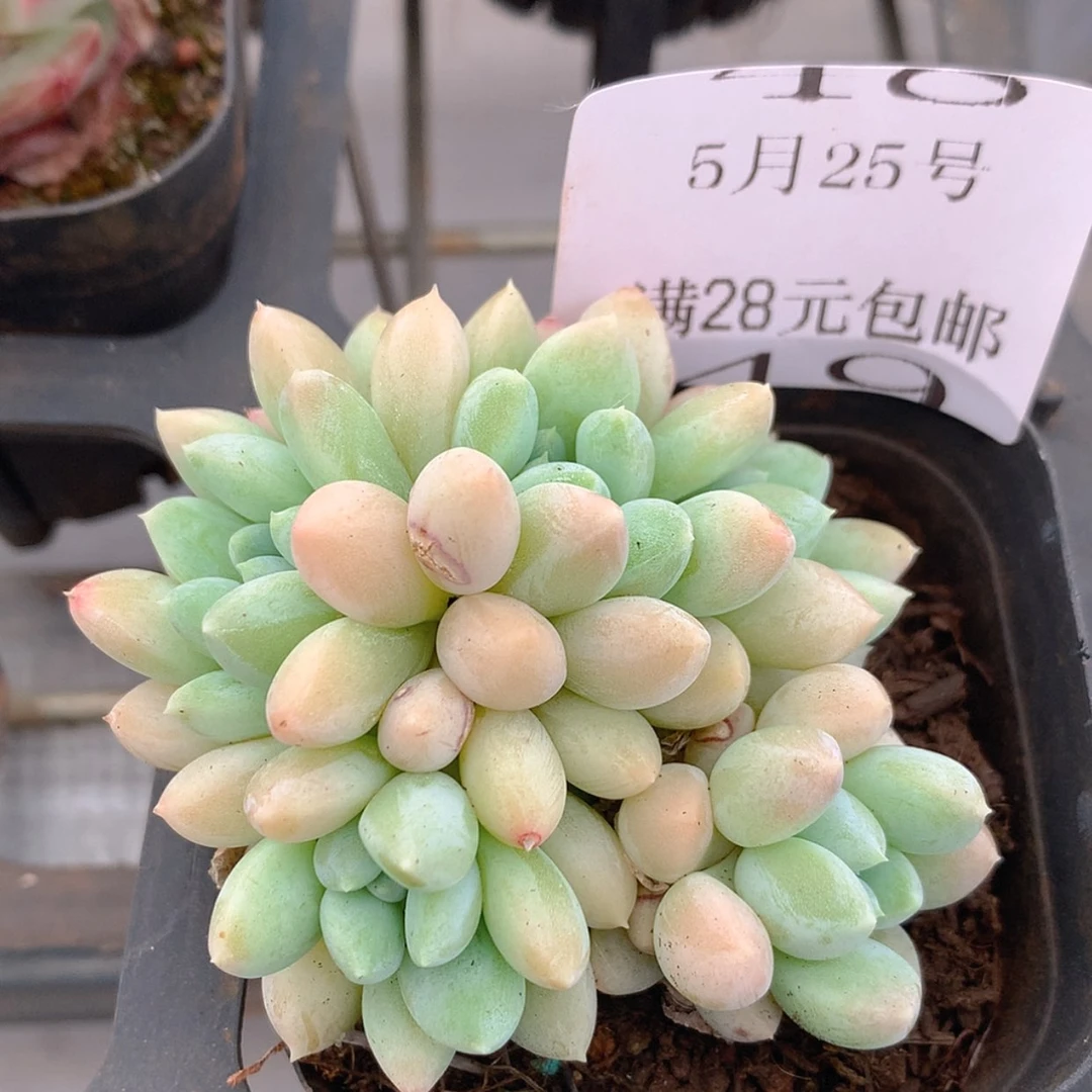 【闪购商品】云49号奶糖