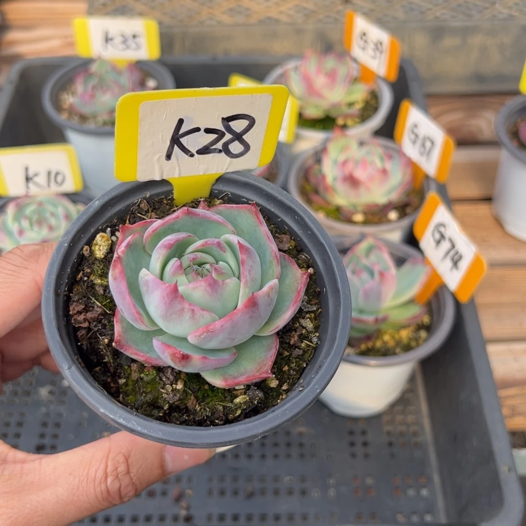 祥*K28惊鸿单头多肉