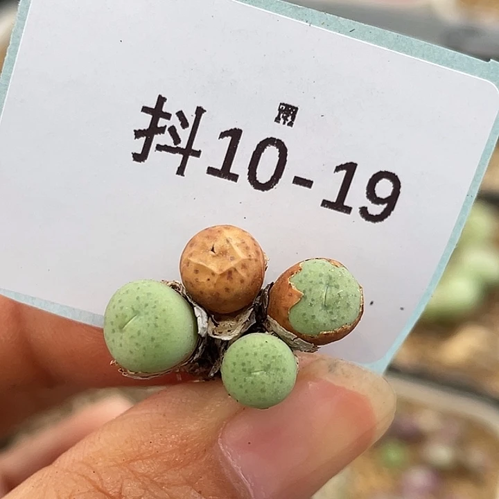 10-19奶油嘴多肉植物