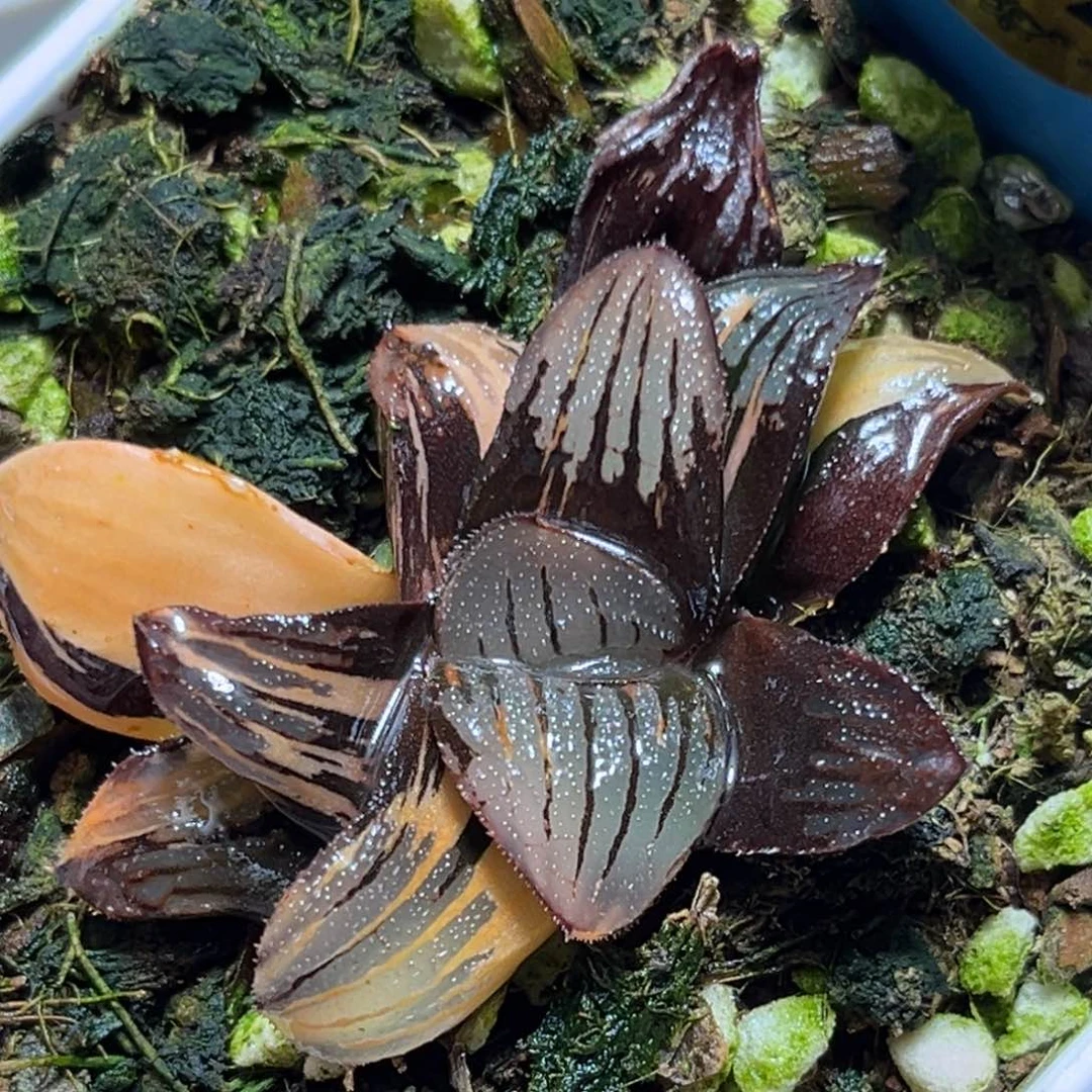 恭喜发财大吉大利962