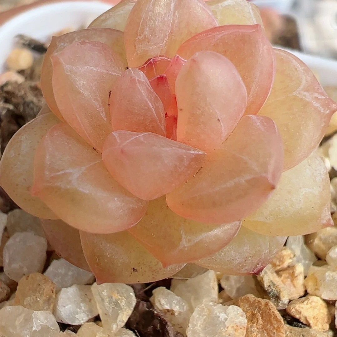 【闪购商品】99号哈哈哈哈哈