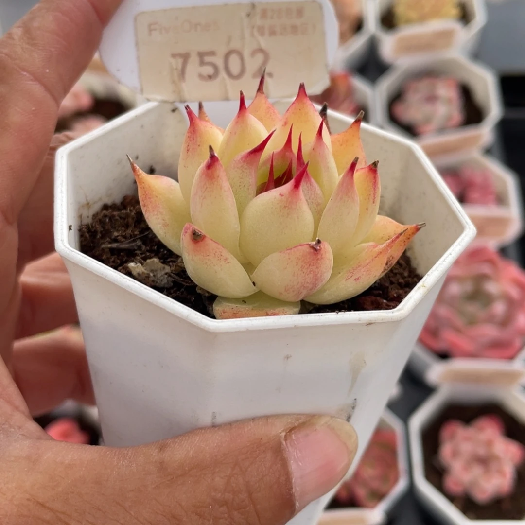 托斯卡内利7502-4.5厘米