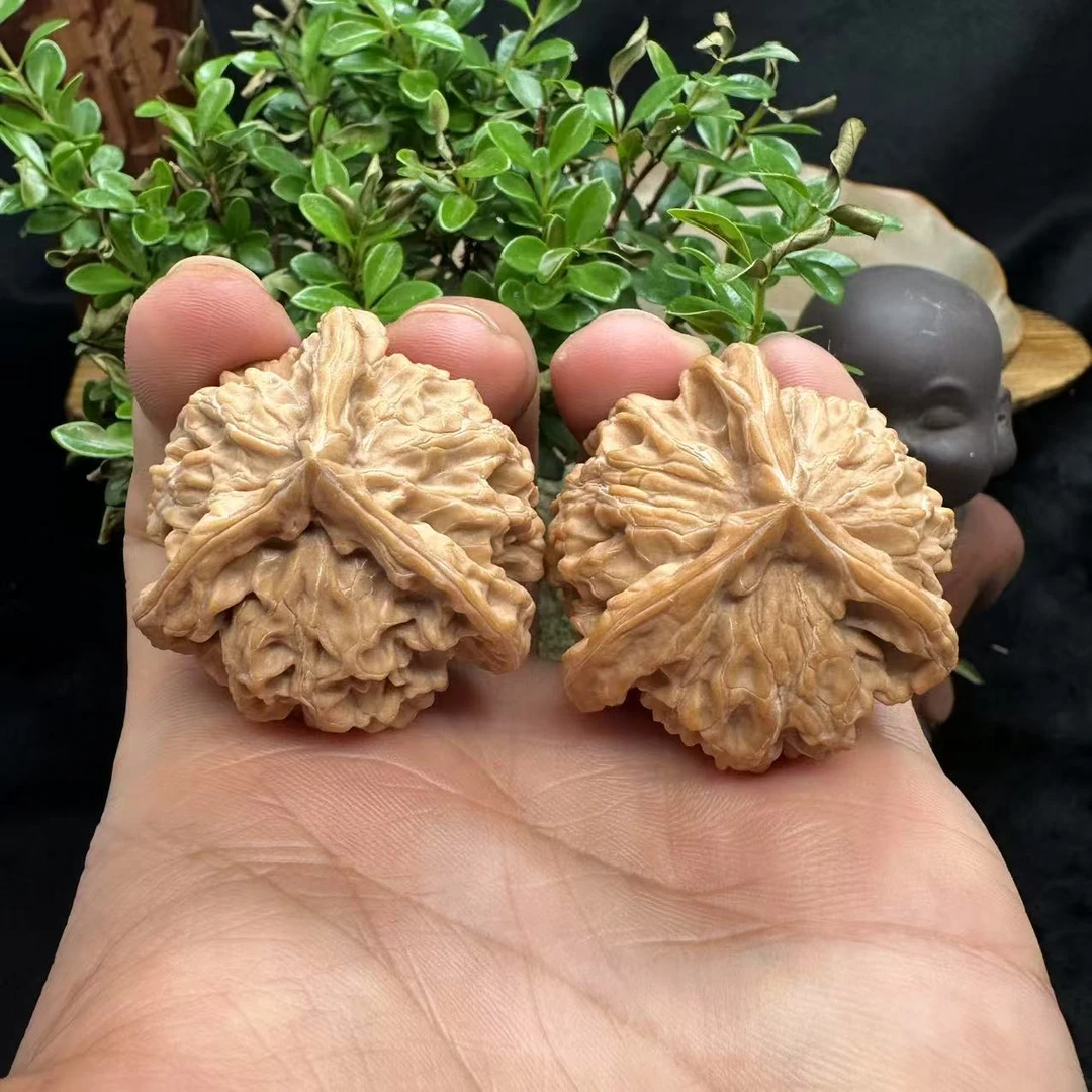 【曹掌柜精选】14 G52303-盘山三棱-多样性发其一（全品）-40mm