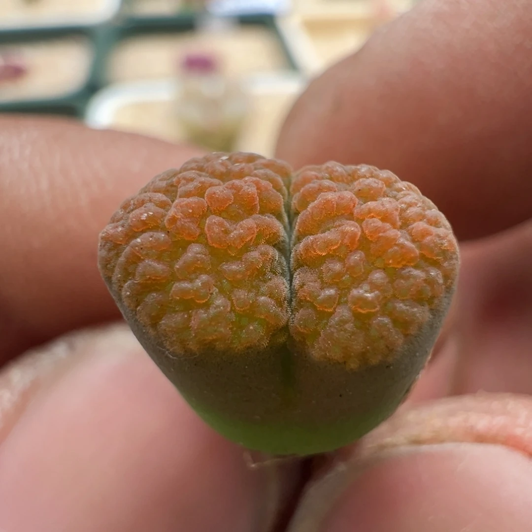 917优选eh980超蛋糕