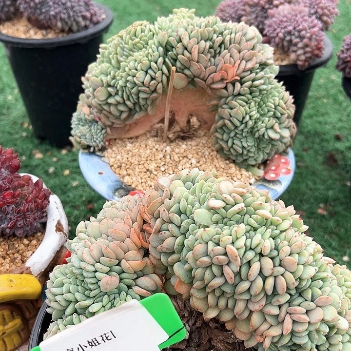 6.4白胖子醉一个脱土