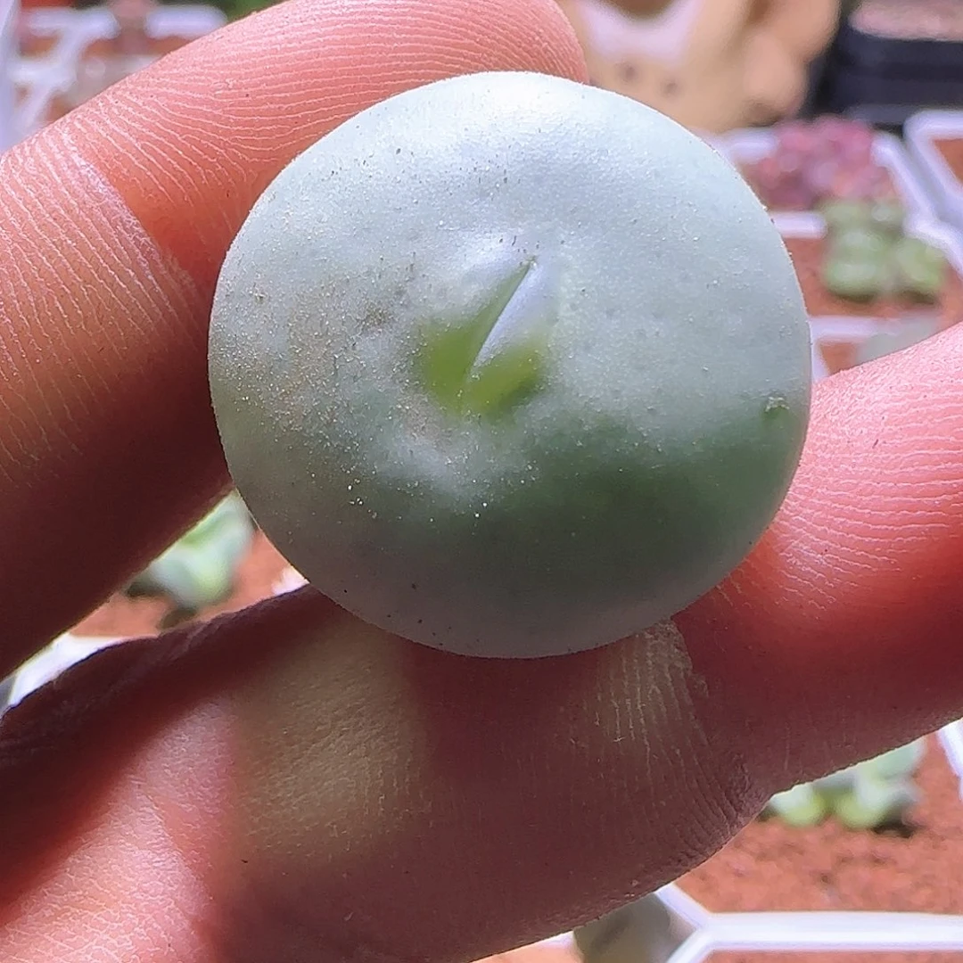 嘟嘟嘴大饼。       284