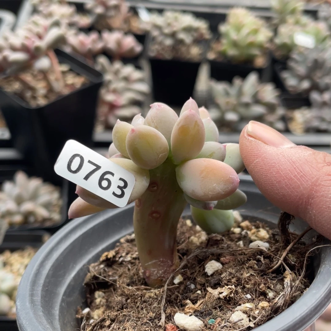 三日月缀化多肉植物