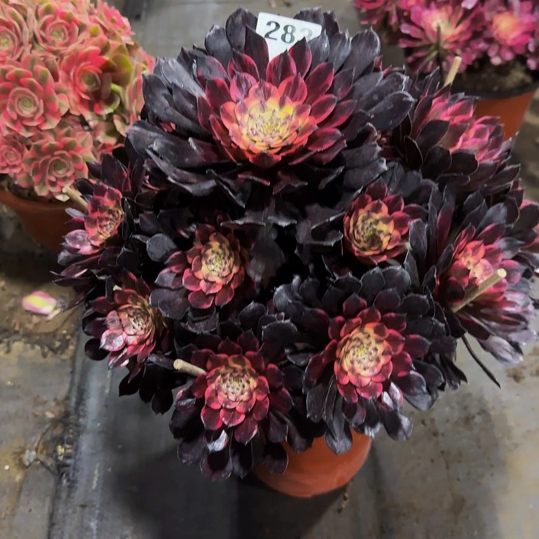 烟花大颗一颗编码283