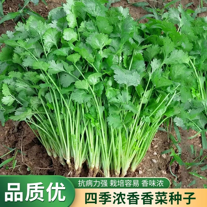 【满5包包邮】四季香菜种子大叶香菜种子耐抽薹耐热四季可种