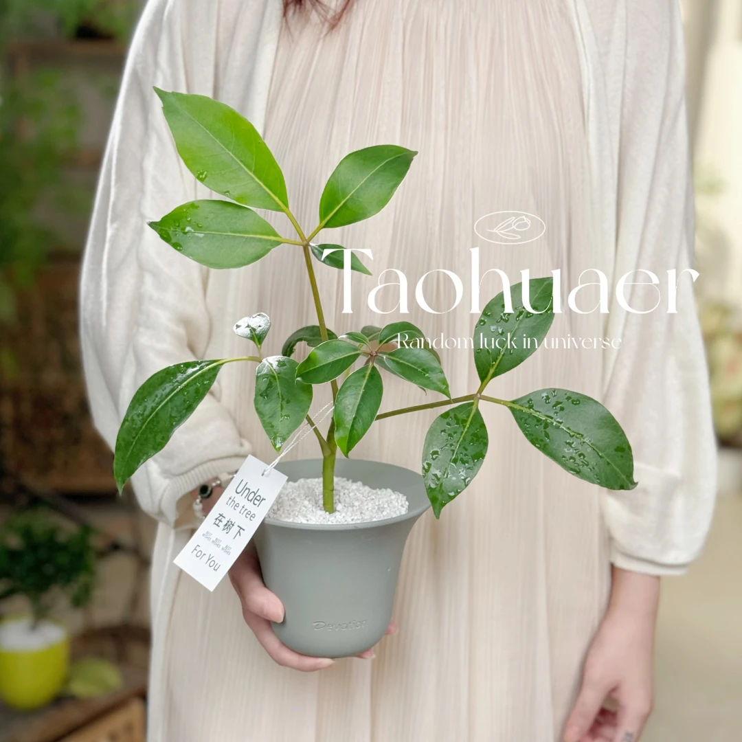 保罗盆栽多年生绿植 阳台办公室夏季观叶