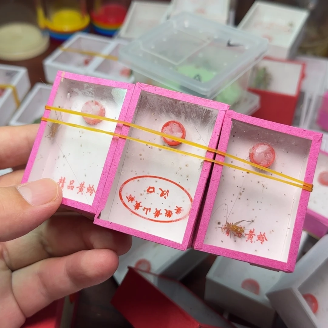 大黄蛉断须3只