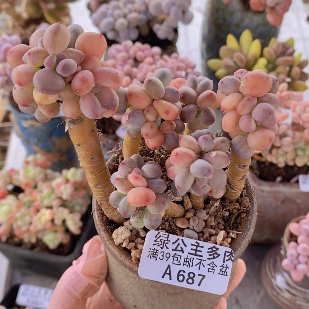 韩版苹果奶9cm687多肉植物