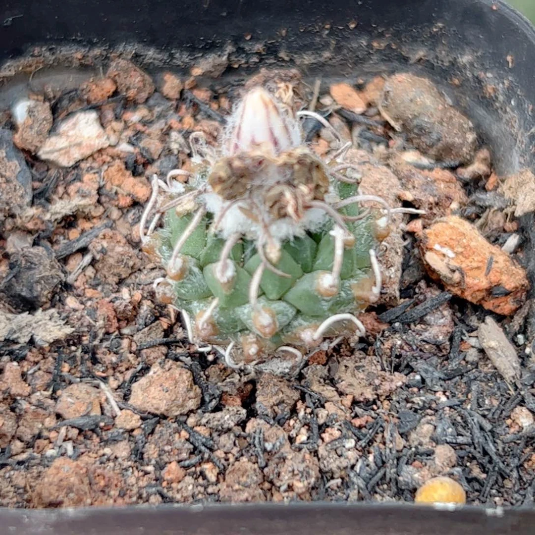 实生 安德森仙人球