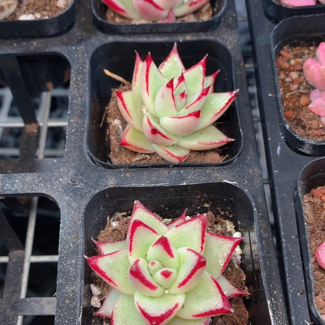 乌木多肉9.9包邮发货