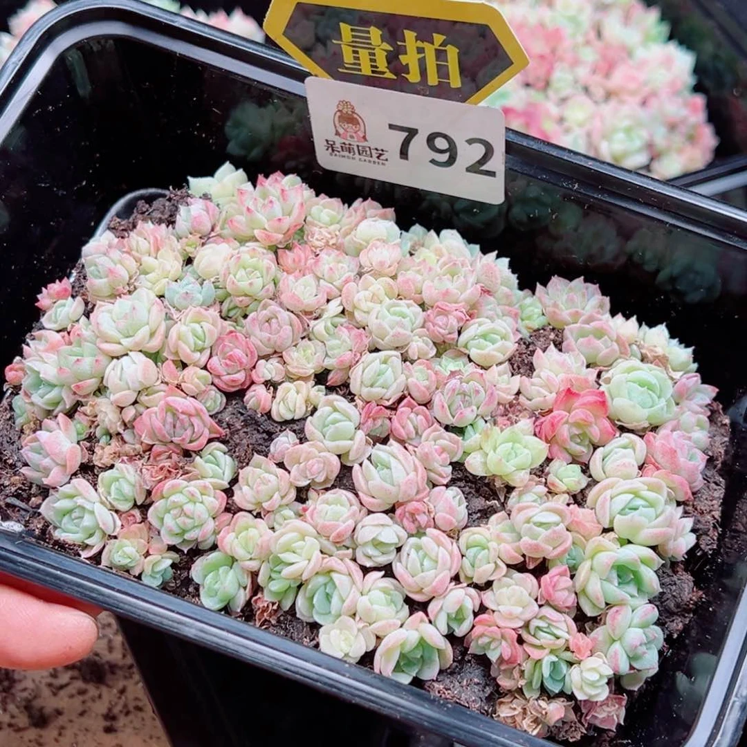 多肉植物多肉植物