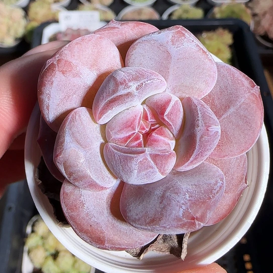 1120------60石榴籽星影