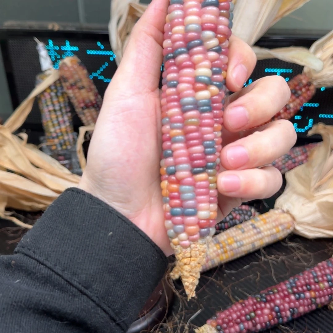 柏香籽/百香籽吊坠壹**景