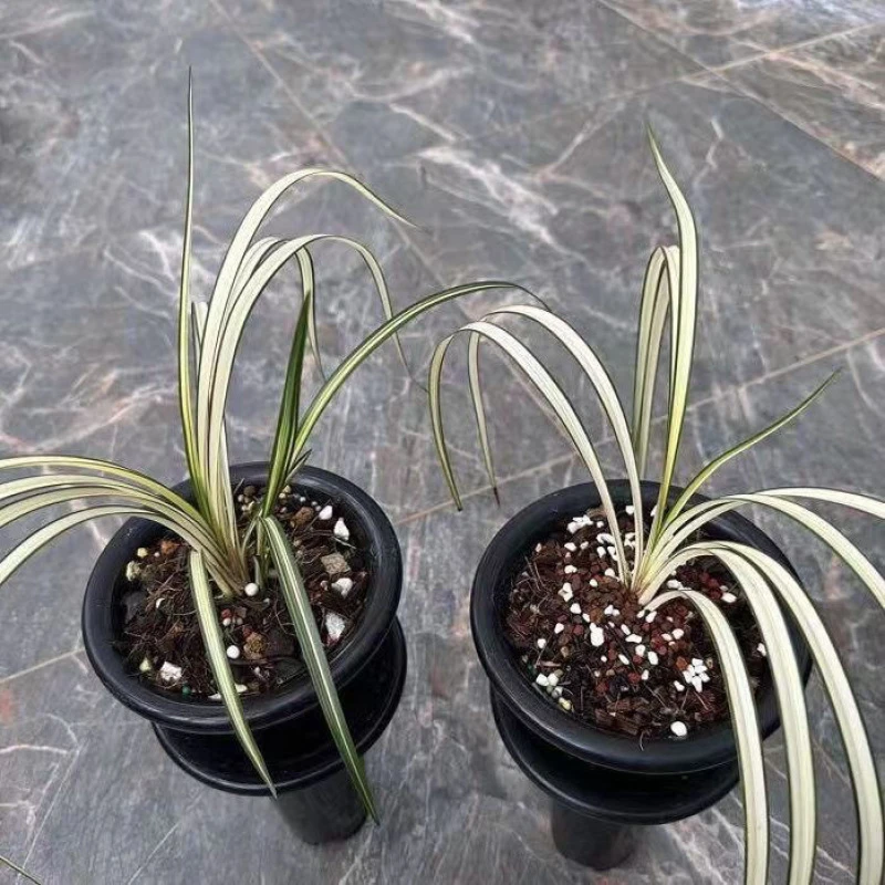 秋芝白中透艺雪人 扇型草 好养绿植 盆栽花卉室内 浓香型耐寒客厅