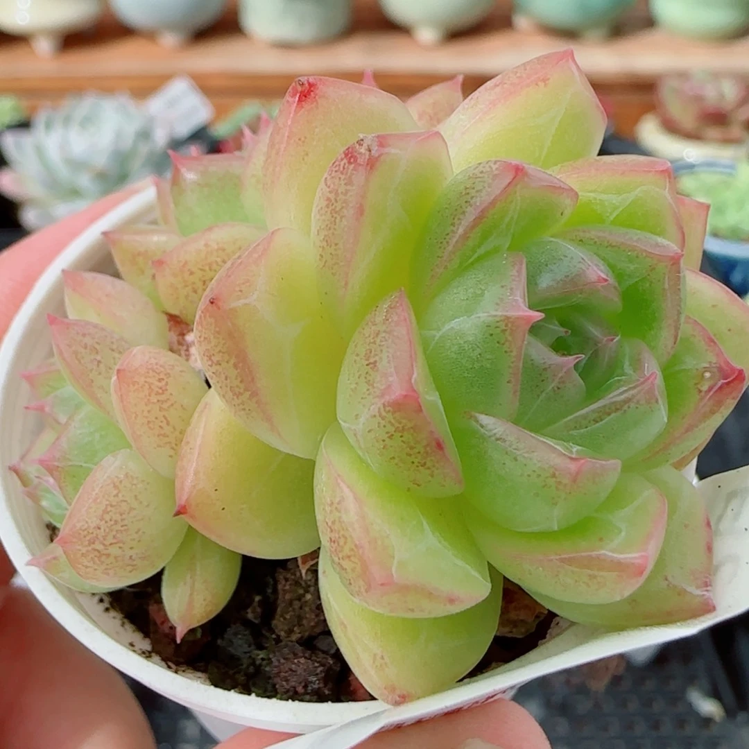 花语逸镜1012-398麦秆散