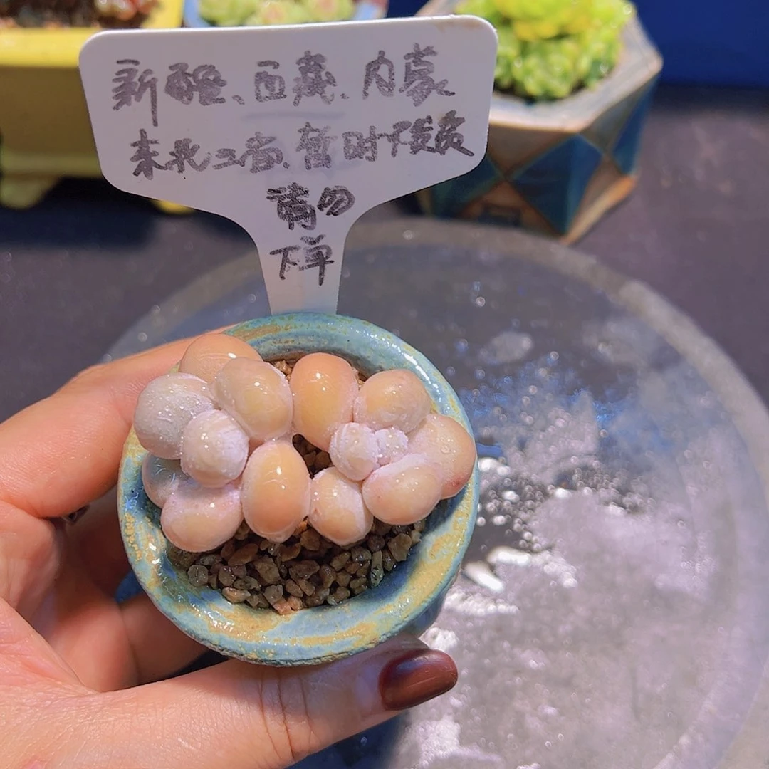 达摩奶酪，多肉植物，